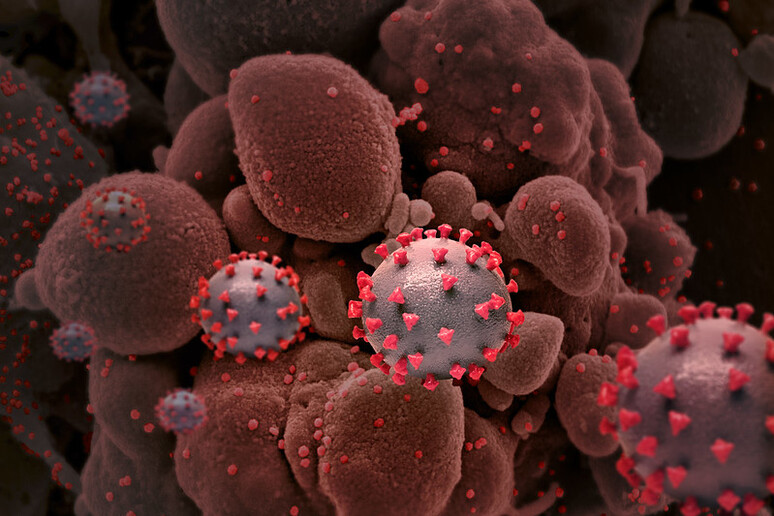 Particelle del virus SarsCoV2 (fonte: NIAID/NIH) - RIPRODUZIONE RISERVATA