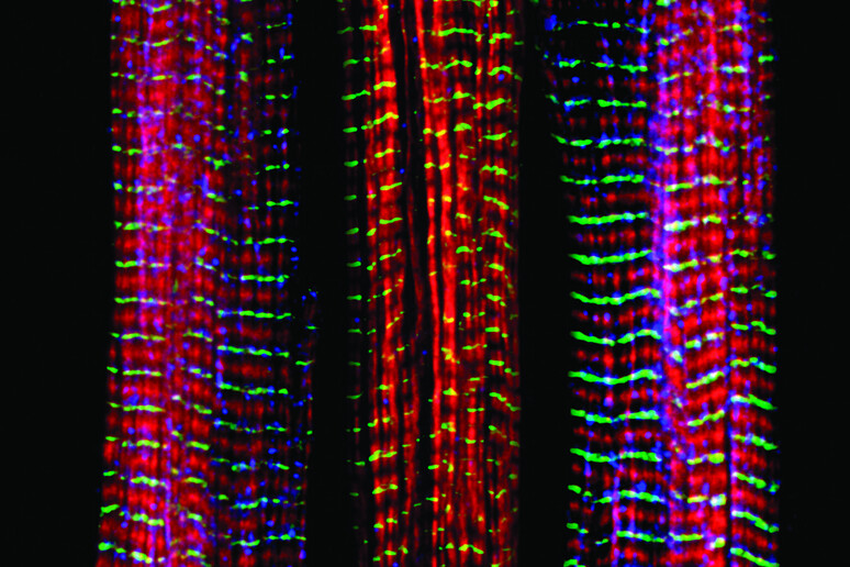 Le prime fibre muscolari sintetiche (fonte: Zeiss Microscopy/Flickr) - RIPRODUZIONE RISERVATA