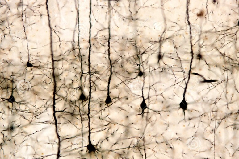 Scoperti i neuroni specchio anche nei roditori (fonte: Istituto Italiano di Tecnologia – Unife) - RIPRODUZIONE RISERVATA