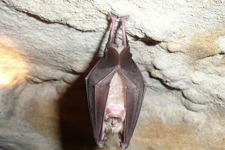 Un esemplare di pipistrello a ferro di cavalo (Rhinolophus ferrumequinum) (fonte: Marie Jullion da Wikipedia) - RIPRODUZIONE RISERVATA