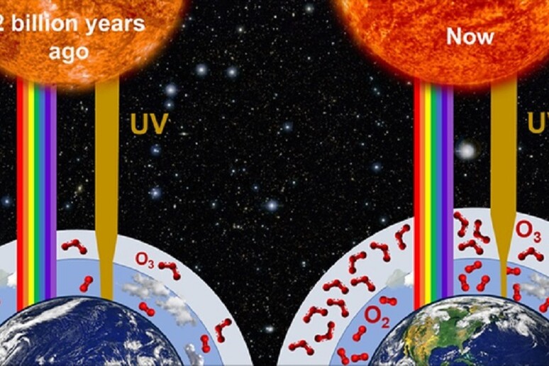 L’evoluzione della vita guidata da un ‘altalena’ dell’ozono (fonte: Gregory Cooke/ Royal Society Open Science) - RIPRODUZIONE RISERVATA
