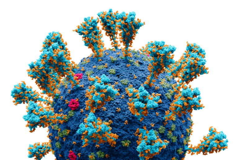 Modello atomico del virus SarsCoV2 (fonte: Alexey Solodovnikov (Idea, Producer, CG, Editor), Valeria Arkhipova (Scientific Сonsultant), da Wikipedia) - RIPRODUZIONE RISERVATA