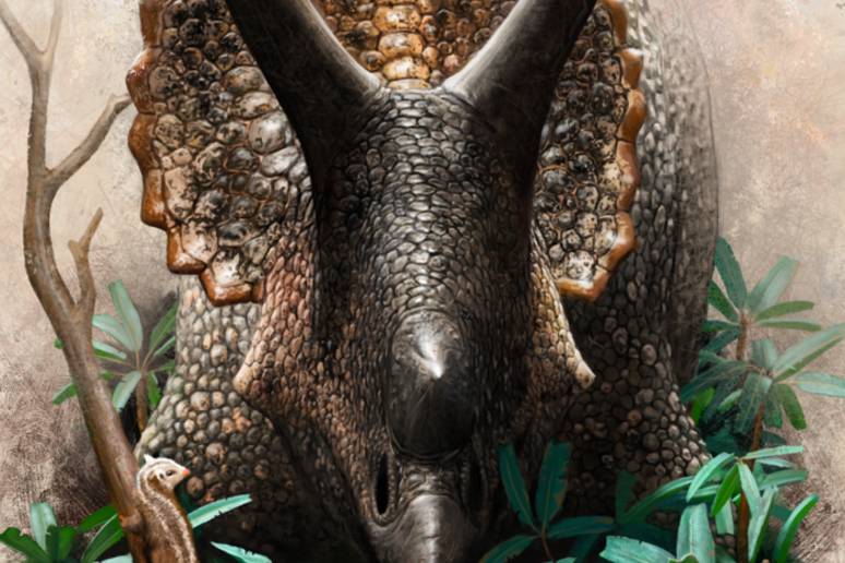 Triceratops prorsus che mastica le cicade disturba i cugini primitivi dei mammiferi placentali (a sinistra) e marsupiali (a destra) nel sottobosco, mentre una tartaruga dal guscio morbida si arrampica su un tronco (Fonte: Henry Sharpe)e - RIPRODUZIONE RISERVATA