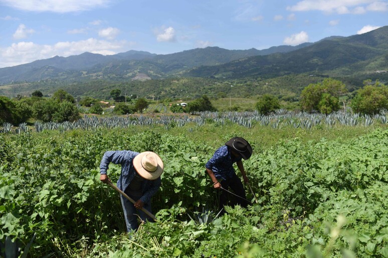 Messico: cresce la domanda di mezcal, produttori in allarme © ANSA/AFP