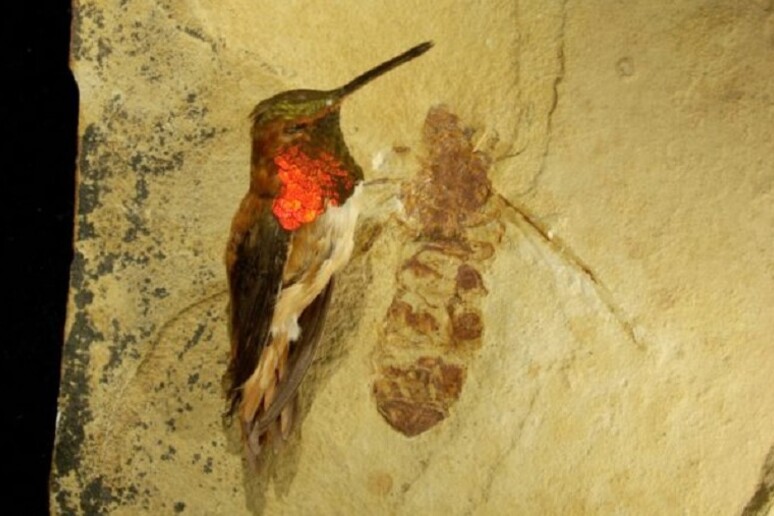 Il fossile di una formica gigante vissuta 47 milioni di anni fa, a confronto con un colibrì (fonte: Bruce Archibald) - RIPRODUZIONE RISERVATA