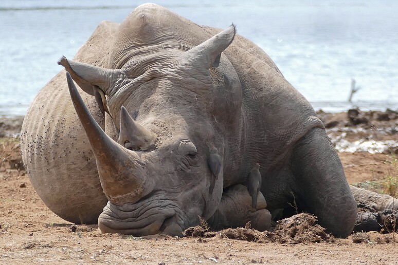 First pregnancy in a white rhino  (credit: Bernard Dupont from France, da Wikipedia) -     RIPRODUZIONE RISERVATA