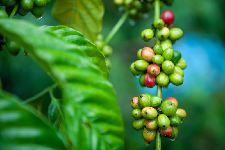 The Arabica species (credit: Photo by Armin Hari for World Coffee Research) -     RIPRODUZIONE RISERVATA